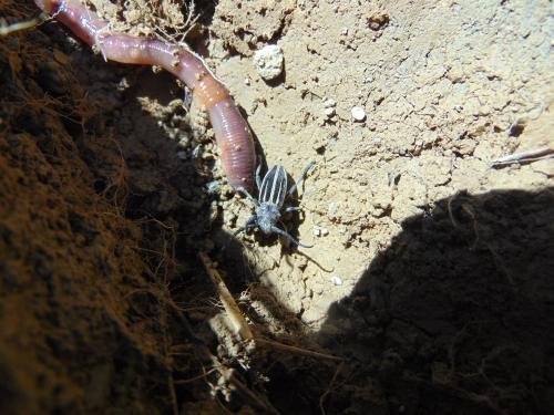 Iberodorcadion fuliginator